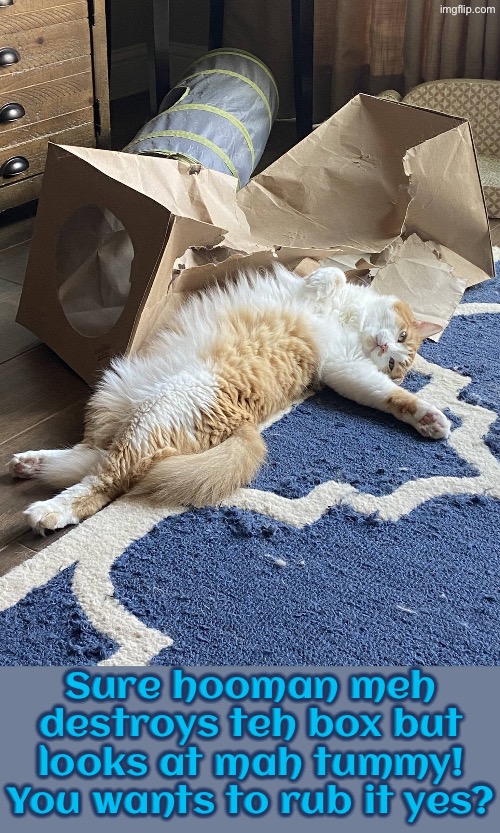 Ignores Mah Crime And Rubs Mah Tummy | Sure hooman meh destroys teh box but looks at mah tummy! You wants to rub it yes? | image tagged in cats,funny cats,manipulation,entitlement,fake,mischief | made w/ Imgflip meme maker