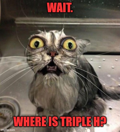 Astonished Wet Cat | WAIT. WHERE IS TRIPLE H? | image tagged in astonished wet cat | made w/ Imgflip meme maker