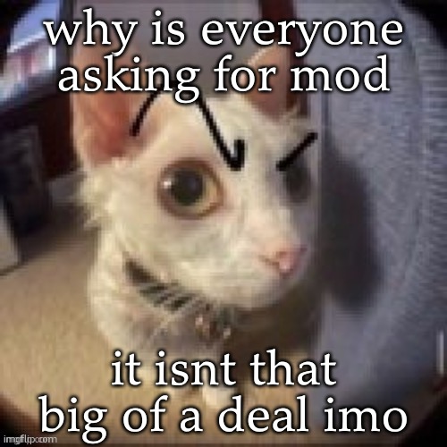 Side Eye Eyebrow Raise Cat | why is everyone asking for mod; it isnt that big of a deal imo | image tagged in side eye eyebrow raise cat | made w/ Imgflip meme maker