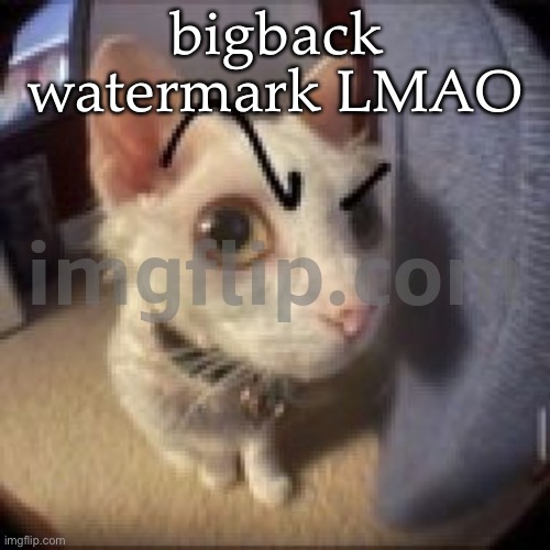 Side Eye Eyebrow Raise Cat | bigback watermark LMAO | image tagged in side eye eyebrow raise cat | made w/ Imgflip meme maker