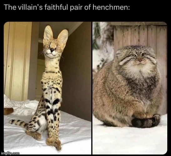 The villain's faithful pair of henchmen: | made w/ Imgflip meme maker