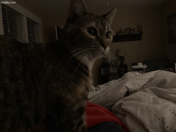 my cat Hazel is being a goober rn | made w/ Imgflip meme maker