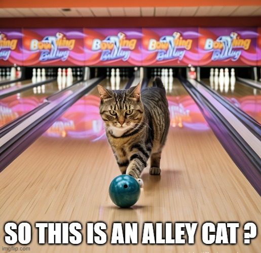 So this is an alley cat?   --  funny meme  -- | SO THIS IS AN ALLEY CAT ? | image tagged in cat,kittens,funny,humor,joke,play on words | made w/ Imgflip meme maker