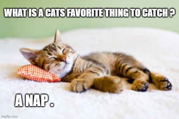 What is a cats favorite thing to catch?   A nap. | WHAT IS A CATS FAVORITE THING TO CATCH ? A NAP . | image tagged in cat,kittens,funny,humor,joke,nap | made w/ Imgflip meme maker