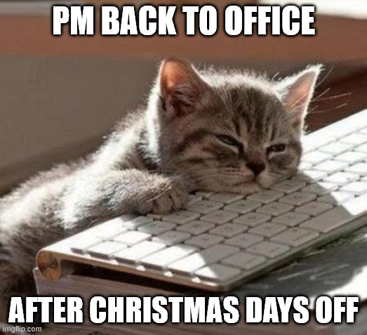 PM back to office after Chritmas days off | PM BACK TO OFFICE; AFTER CHRISTMAS DAYS OFF | image tagged in tired cat,project manager | made w/ Imgflip meme maker