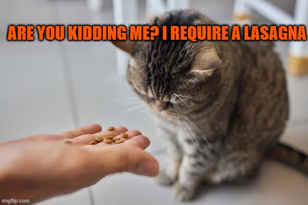 cute cat | ARE YOU KIDDING ME? I REQUIRE A LASAGNA | image tagged in cute cat | made w/ Imgflip meme maker