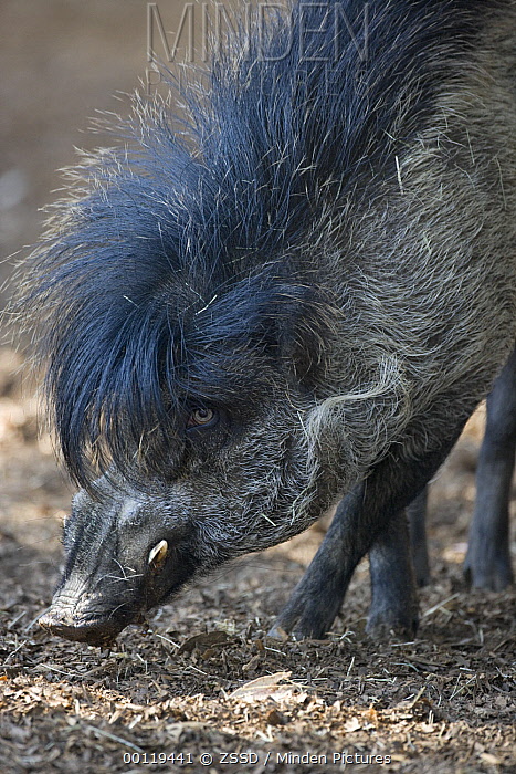 Metal Warty Pig Blank Meme Template