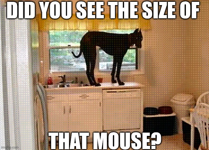 Did You See The Size Of That Mouse? | DID YOU SEE THE SIZE OF; THAT MOUSE? | image tagged in chrisjoines1 | made w/ Imgflip meme maker