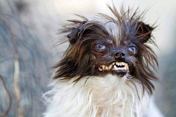 Ugly ass dog Blank Meme Template