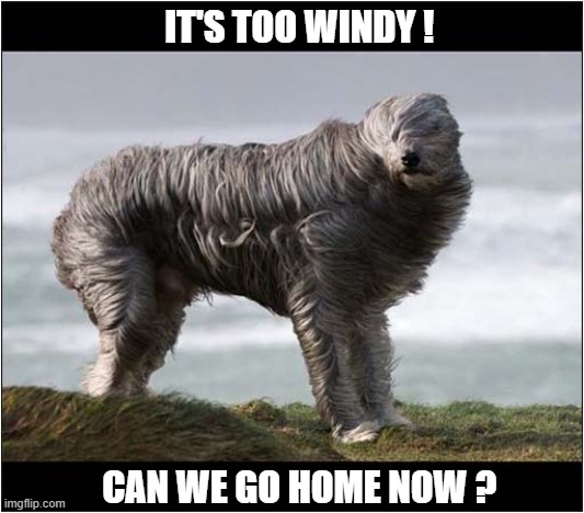 A Day Out In The Country | IT'S TOO WINDY ! CAN WE GO HOME NOW ? | image tagged in dogs,windy,go home | made w/ Imgflip meme maker