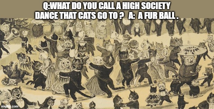 What do you call a high society dance that cats go to ?     A fur ball. | Q:WHAT DO YOU CALL A HIGH SOCIETY DANCE THAT CATS GO TO ?   A:  A FUR BALL . | image tagged in cat,kittens,funny,humor,joke,play on words | made w/ Imgflip meme maker