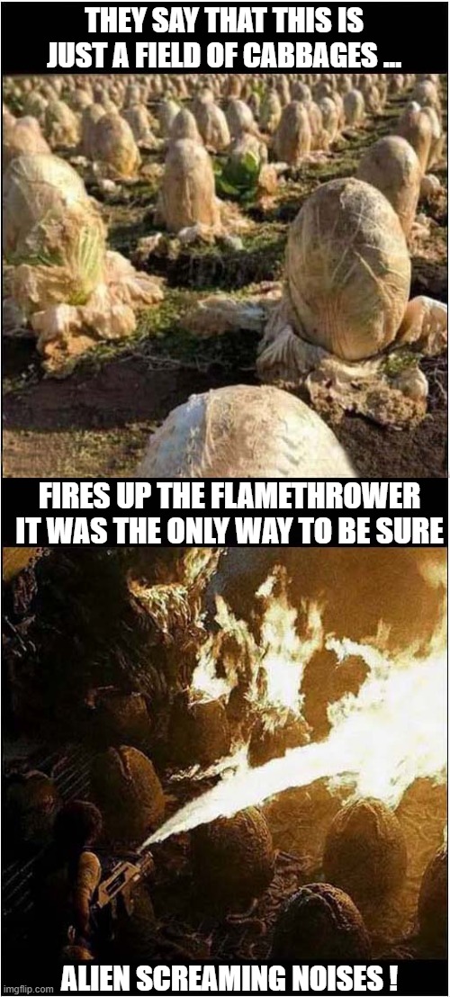 Time To Call Ripley ! | THEY SAY THAT THIS IS JUST A FIELD OF CABBAGES ... FIRES UP THE FLAMETHROWER
IT WAS THE ONLY WAY TO BE SURE; ALIEN SCREAMING NOISES ! | image tagged in ripley,cabbage,aliens,flamethrower | made w/ Imgflip meme maker