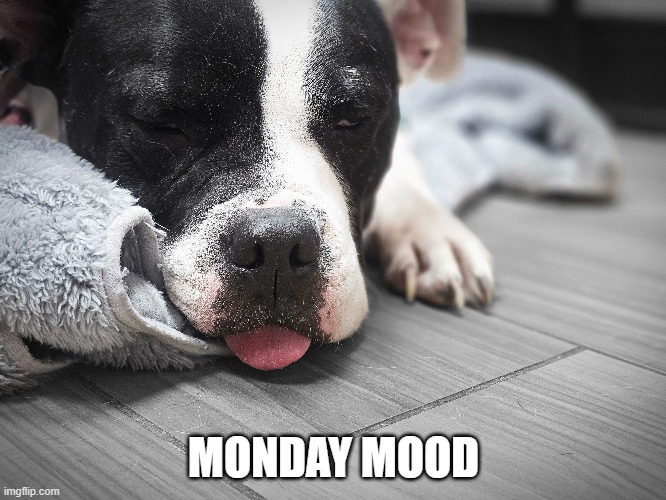 Monday mood | MONDAY MOOD | image tagged in monday,mood,mondays,monday mornings,monday face | made w/ Imgflip meme maker