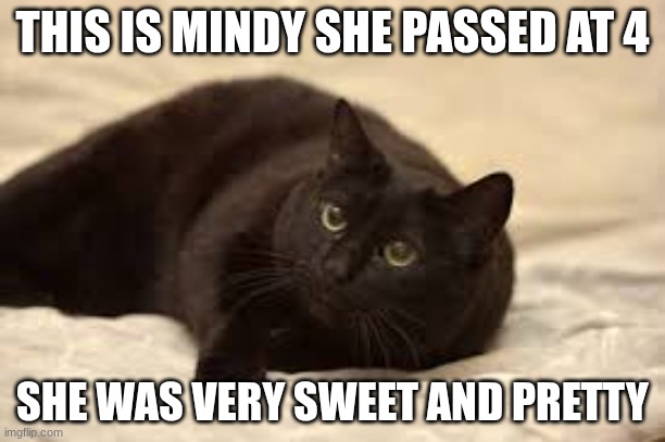 mindy | THIS IS MINDY SHE PASSED AT 4; SHE WAS VERY SWEET AND PRETTY | image tagged in mindy,moew | made w/ Imgflip meme maker