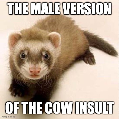 Women are cows. Men are ferrets | THE MALE VERSION; OF THE COW INSULT | image tagged in ferret,memes,insults | made w/ Imgflip meme maker