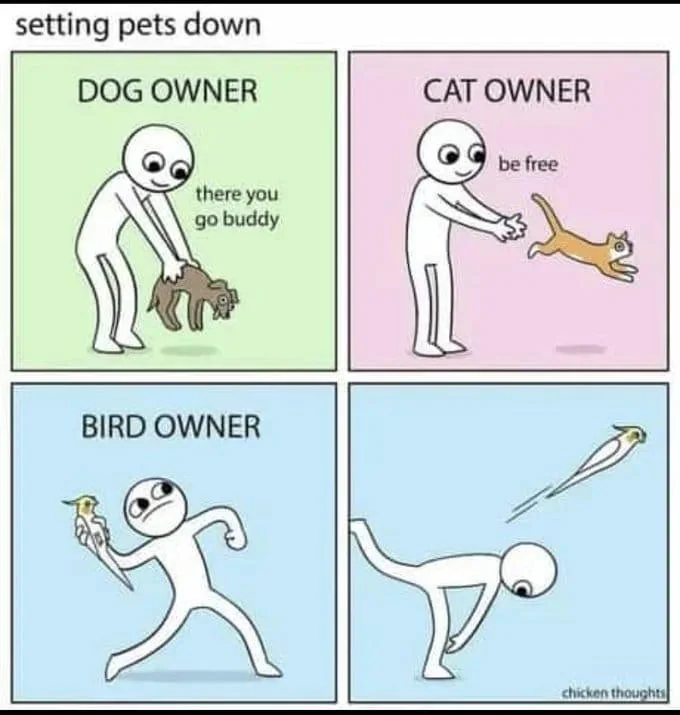 bird throw Blank Meme Template