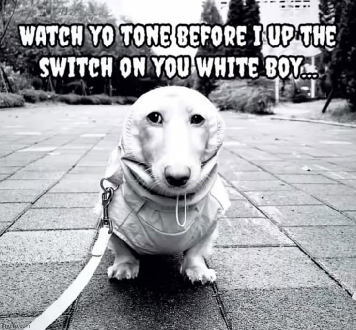 watch yo tone before i up the switch on you white boy | image tagged in watch yo tone before i up the switch on you white boy | made w/ Imgflip meme maker
