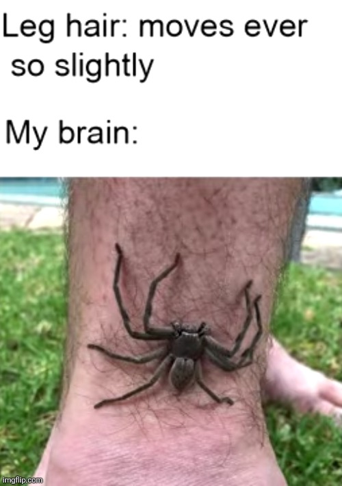 image tagged in spiders,memes,relatable,legs,hair,funny | made w/ Imgflip meme maker