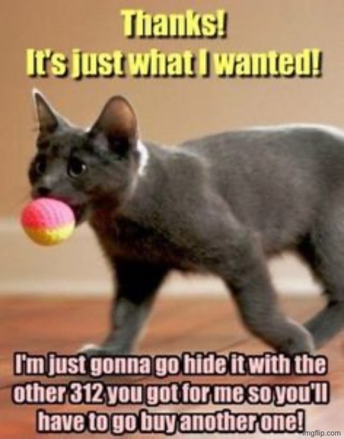 Yeah pretty much | image tagged in cats,funny cats,lost,funny memes,toys,scumbags | made w/ Imgflip meme maker