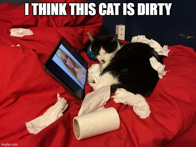 Dirty Cat | I THINK THIS CAT IS DIRTY | image tagged in cats | made w/ Imgflip meme maker