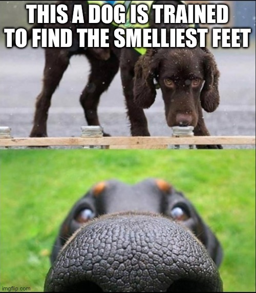 dog sniff meme | THIS A DOG IS TRAINED TO FIND THE SMELLIEST FEET | image tagged in dog sniff meme | made w/ Imgflip meme maker