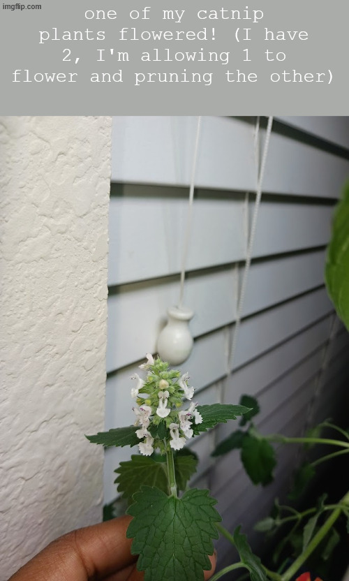 one of my catnip plants flowered! (I have 2, I'm allowing 1 to flower and pruning the other) | made w/ Imgflip meme maker