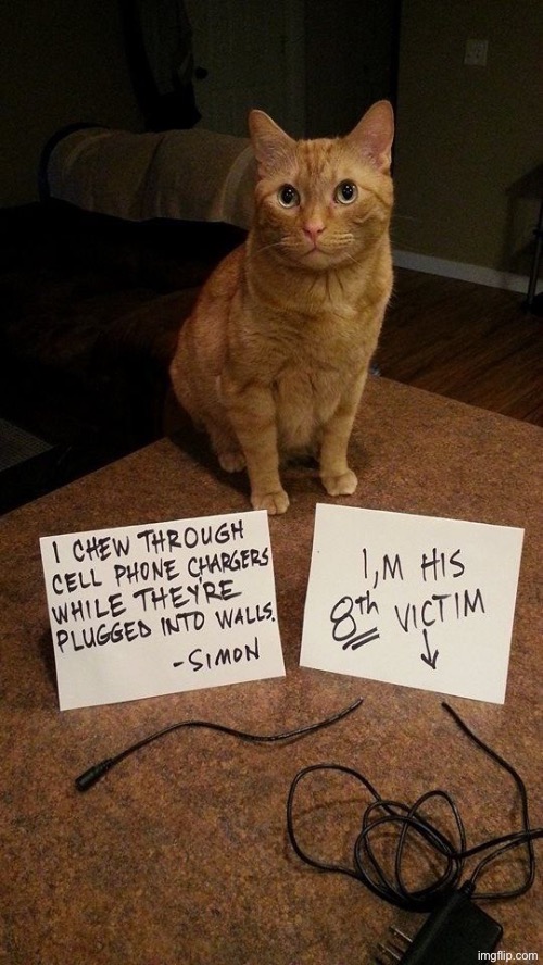 Another Cat Shaming | image tagged in cats,funny cats,shameless,entitlement,pet shaming,serial killer | made w/ Imgflip meme maker