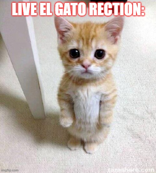 Cute Cat | LIVE EL GATO RECTION: | image tagged in memes,cute cat | made w/ Imgflip meme maker