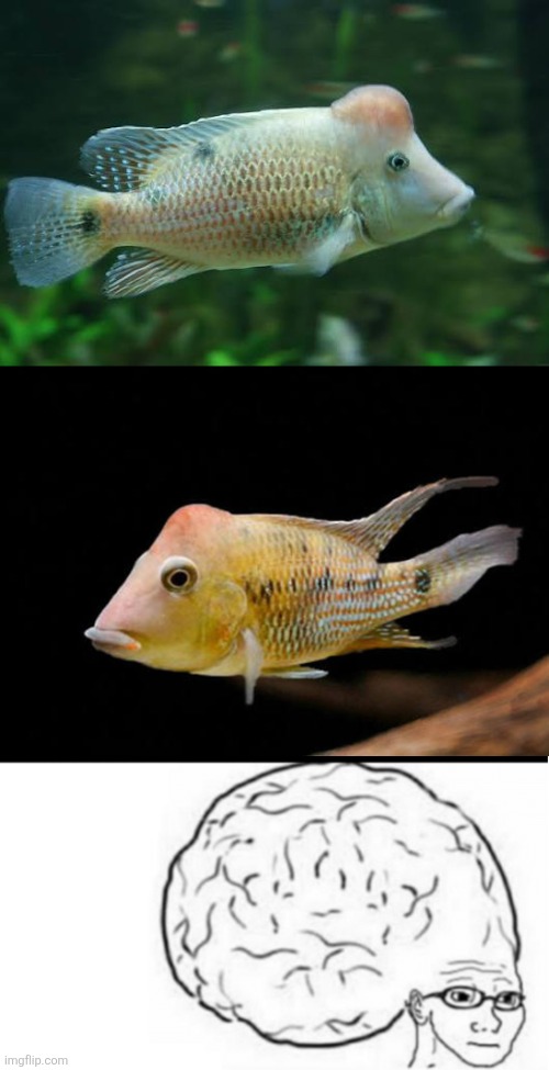 image tagged in glasses wojak big brain meme | made w/ Imgflip meme maker