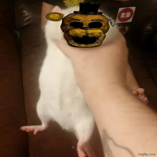 Grabbing a fat rat | image tagged in grabbing a fat rat | made w/ Imgflip meme maker
