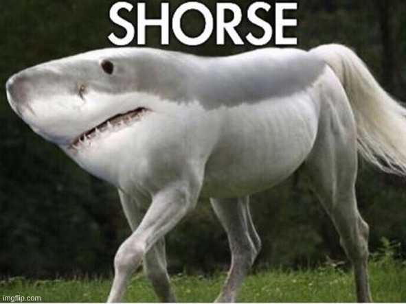 Her: Shorse cant hurt you, it isn't real Shorse: | image tagged in shorse,funny,cursed,shark,horse | made w/ Imgflip meme maker