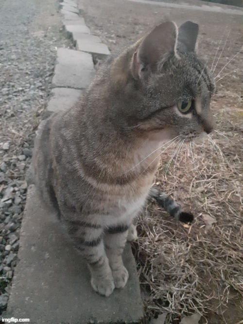 kitty reveal :3 | made w/ Imgflip meme maker