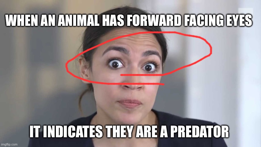 Just a dumb joke for y’all | WHEN AN ANIMAL HAS FORWARD FACING EYES; IT INDICATES THEY ARE A PREDATOR | image tagged in bruh,memes | made w/ Imgflip meme maker