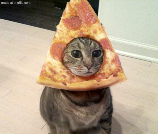 Made a thing in comments | image tagged in pizza cat | made w/ Imgflip meme maker