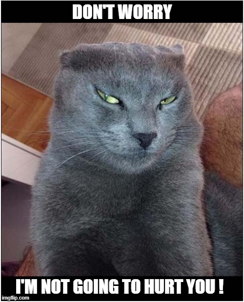 I'm Not Sure About This Cat ? | DON'T WORRY; I'M NOT GOING TO HURT YOU ! | image tagged in cats,that look,hurting | made w/ Imgflip meme maker