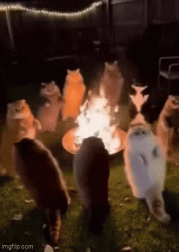 What Ritual Is This ? - Imgflip