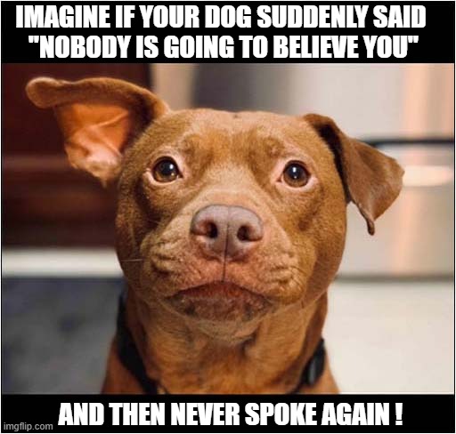 Freaky ! | IMAGINE IF YOUR DOG SUDDENLY SAID 
"NOBODY IS GOING TO BELIEVE YOU"; AND THEN NEVER SPOKE AGAIN ! | image tagged in dogs,talking | made w/ Imgflip meme maker