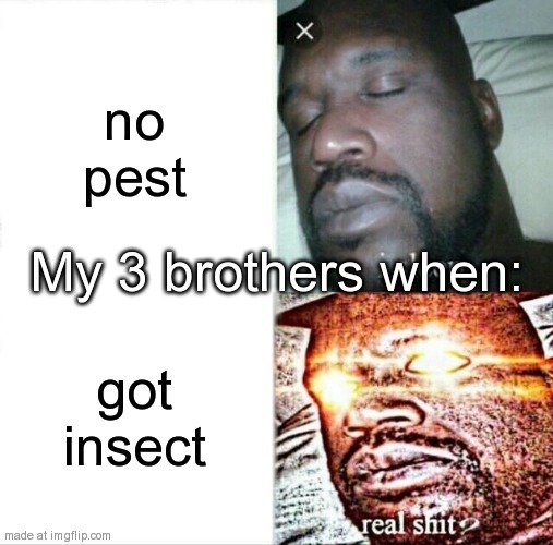 Sleeping Shaq Meme | no pest; My 3 brothers when:; got insect | image tagged in memes,sleeping shaq | made w/ Imgflip meme maker
