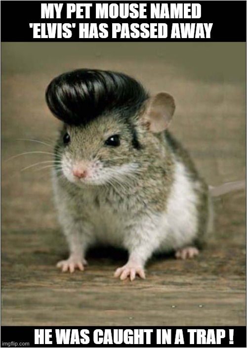 A Sad Annoucement | MY PET MOUSE NAMED 'ELVIS' HAS PASSED AWAY; HE WAS CAUGHT IN A TRAP ! | image tagged in mouse,elvis | made w/ Imgflip meme maker