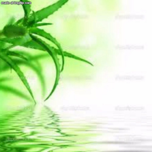 Aloe vera | image tagged in aloe vera | made w/ Imgflip meme maker