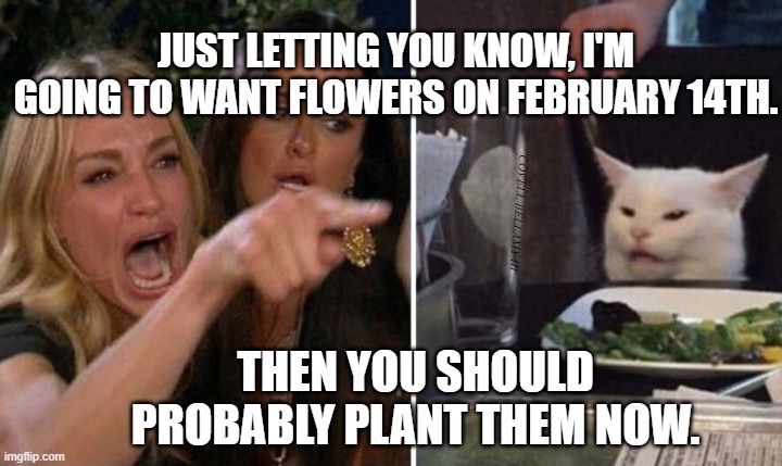 Valentine Special | JUST LETTING YOU KNOW, I'M GOING TO WANT FLOWERS ON FEBRUARY 14TH. THEN YOU SHOULD PROBABLY PLANT THEM NOW. | image tagged in woman yelling at cat not your president don't spend stimulus,woman yelling at cat,white cat table | made w/ Imgflip meme maker
