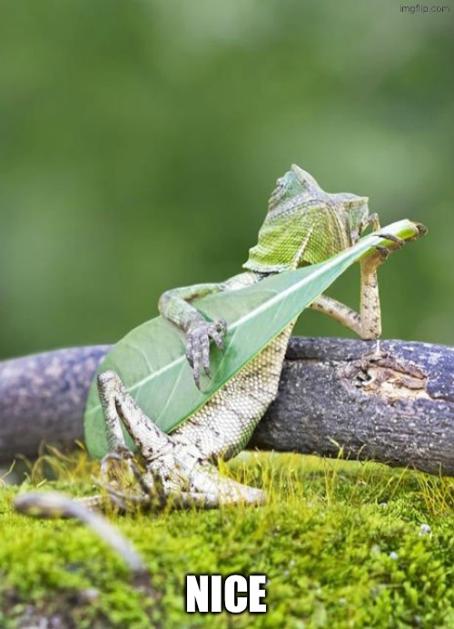 Lizzard playing leaf | NICE | image tagged in lizzard playing leaf | made w/ Imgflip meme maker