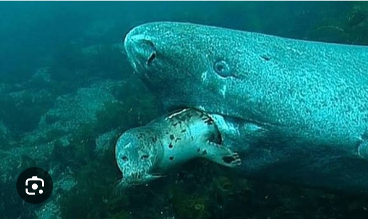 Seal gettin' eatin' by  Greenland shark Blank Meme Template