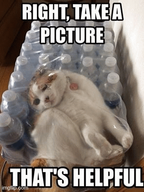 My mom taking a picture when I'm literally STUCK BRO ITS NOT FUNNY | image tagged in gifs,im stuck,cats | made w/ Imgflip images-to-gif maker
