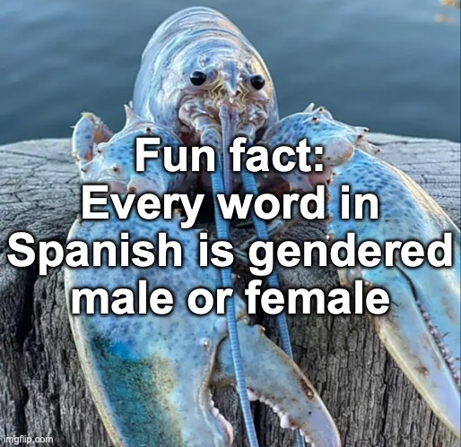 The Blue Lobster | Fun fact: Every word in Spanish is gendered male or female | image tagged in the blue lobster | made w/ Imgflip meme maker