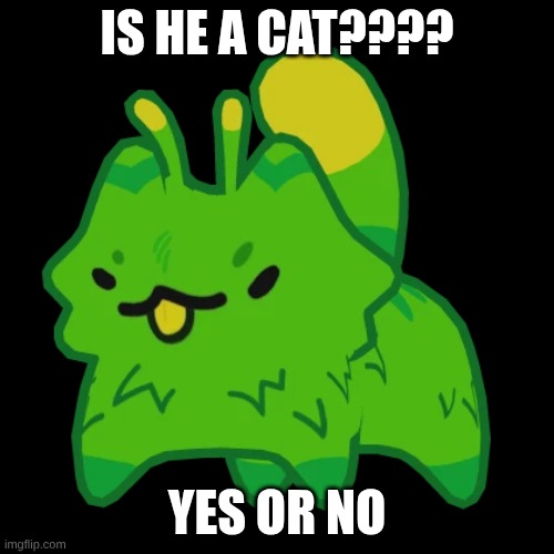 is he doe? | IS HE A CAT???? YES OR NO | image tagged in cat,gnarpy | made w/ Imgflip meme maker