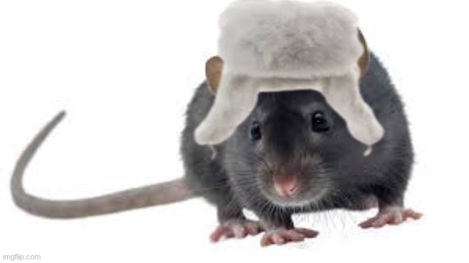 GUYS IT'S FYODOR | image tagged in anime,rat | made w/ Imgflip meme maker