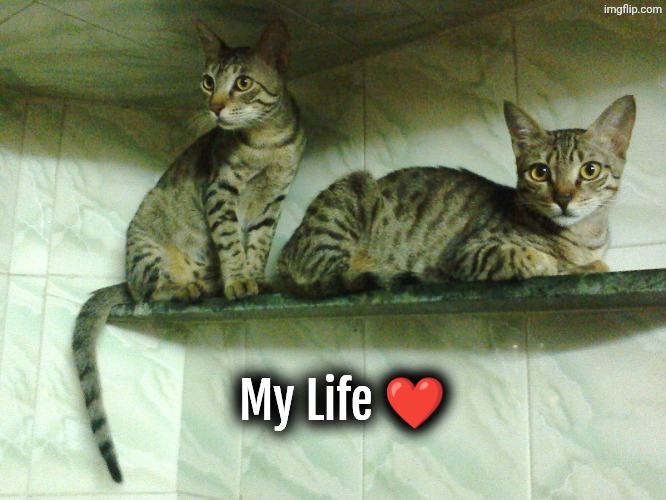 Mein Cats <3 | My Life ❤️ | image tagged in cats,cat | made w/ Imgflip meme maker