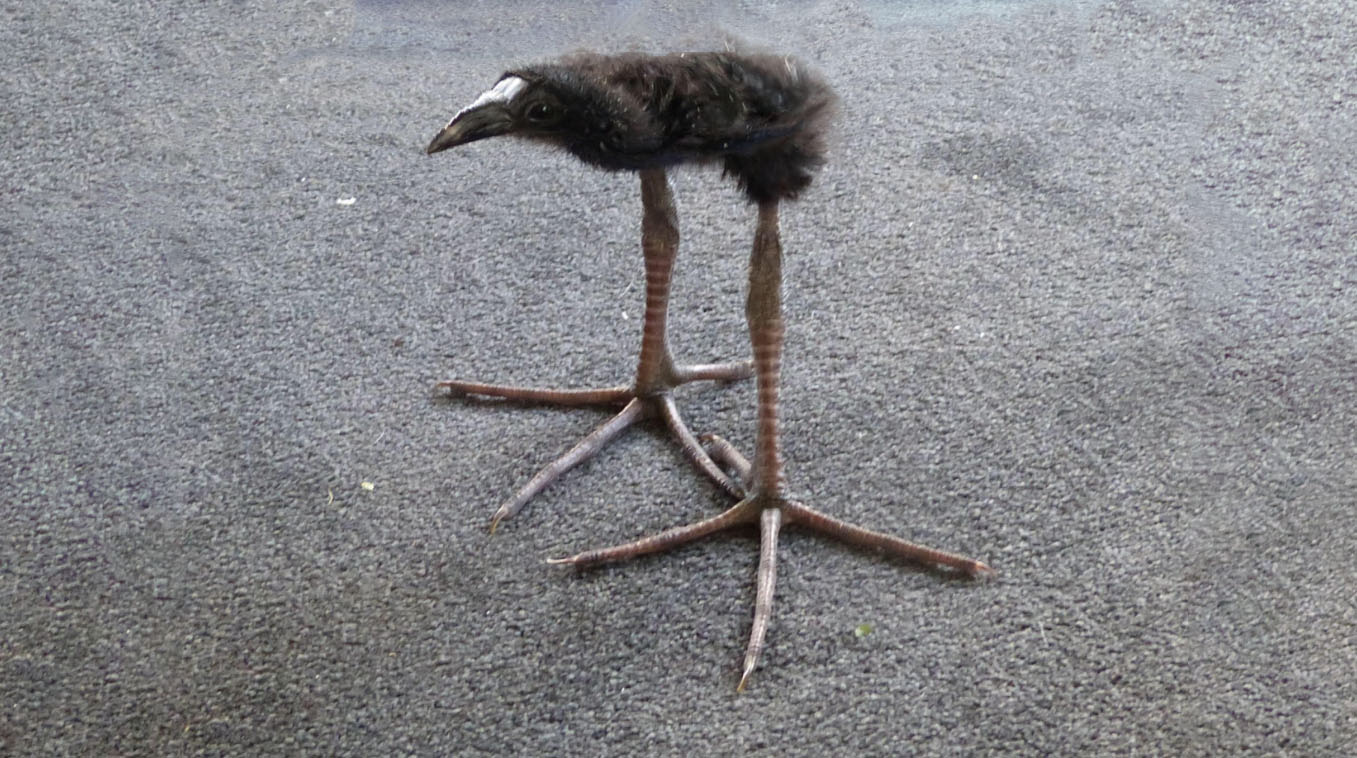 Pūkeko bird Blank Meme Template