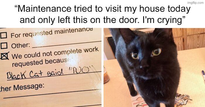 This Cat's The Boss | image tagged in cats,funny cats,the boss,no,kill you cat,funny animals | made w/ Imgflip meme maker